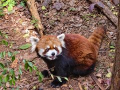 -昆明动物园