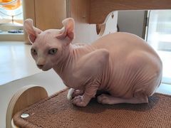 -飞行喵MR PILOT|猫舍·猫咖(静安大融城店)