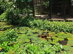 -海南热带野生动植物园
