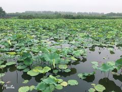 -荷塘月色湿地公园·向阳花洲