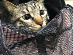 -暖阳宠物医院·犬猫康复中心·骨科