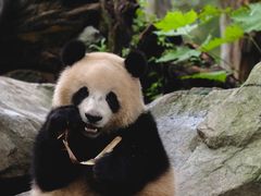 -都江堰中华大熊猫苑