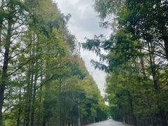 -上海都市菜园