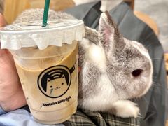 -楼上猫咖(罗湖店)