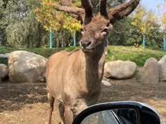 -北京野生动物园