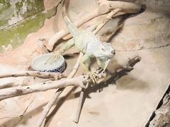 -上海大自然野生昆虫馆(东方明珠·爬宠昆虫探索中心)