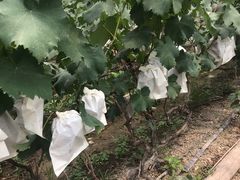 -马陆小张葡萄园农家乐