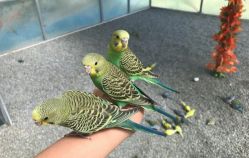 -萌宠亲子动物乐园(槐房万达店)