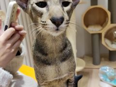 -Umiao与猫咖啡 猫咖