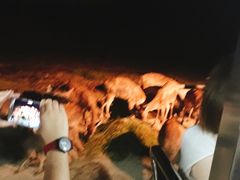 -清迈夜间动物园
