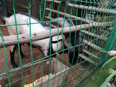 -大鹅岛绿色生态美食园