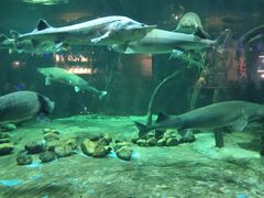 -华夏文旅海洋公园