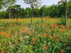 -天津东丽湖风景区