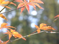 -上海怡沁园度假酒店