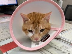 -四月宠物医院·猫专科·心脏专科·内科(转塘店)