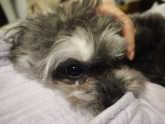 -伟伟宠物医院·CT影像中心·瑞派犬猫综合性门诊(汉口总院)