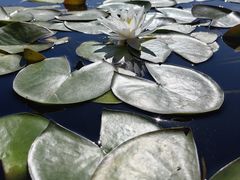 -莲花池公园