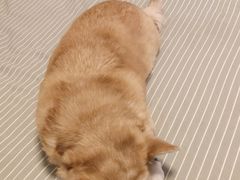 -北京观赏动物医院·24小时大型综合·猫专科·异宠专科