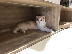 -藏猫猫咖啡主题馆(中央大道店)