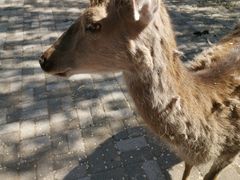 -长白岛森林公园