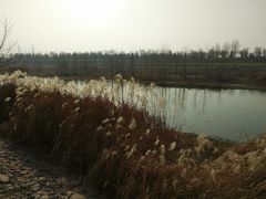 -洨河生态公园