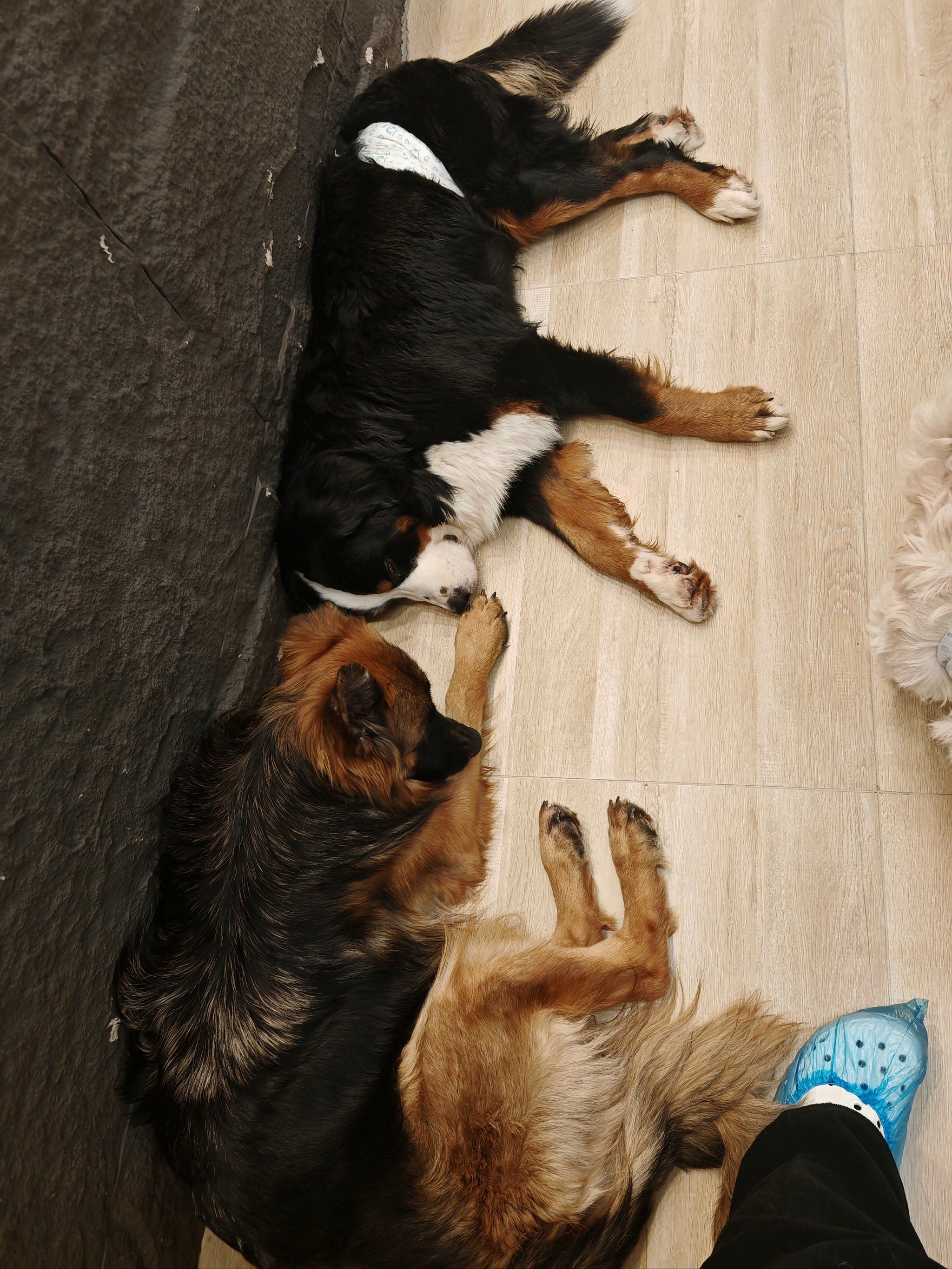 qq群超级宠物，群超级宠物级别排行