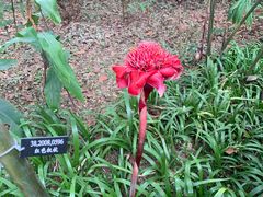 -中国科学院西双版纳热带植物园