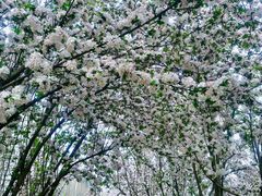 -海棠花溪(元大都城垣遗址公园)