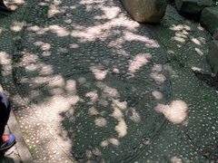 -上海佘山国家森林公园天马山园