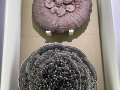 -北京中医药大学-中医药博物馆