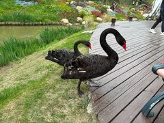 -荷兰花海