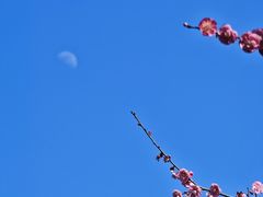 -新建村梅花