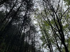 -王顺山国家森林公园