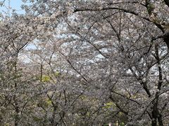-苏州上方山国家森林公园