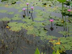 -金山植物公园