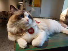 -喵喵咪呀布偶猫咖(春熙路店)