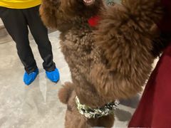 -more than meow吴止猫主题餐厅(承德 中船汇店)