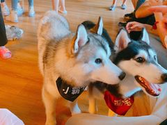 -Husky Go! 哈士奇体验馆·宠物咖啡厅狗咖