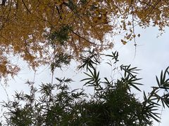 -瀛洲公园