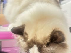 -FAELING PETS美天灵宠物(富力广场店)
