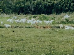 -尚田草莓姑娘白草莓采摘基地