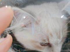 -佳雯宠物医院·皮肤科·内外科(春晓路分院)