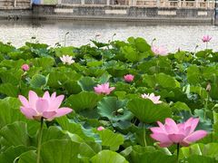 -莲花池公园