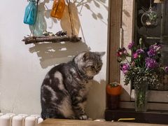-海边的猫和咖啡馆
