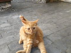 -喵屿·大理花园猫咖