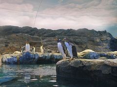 -新加坡飞禽公园