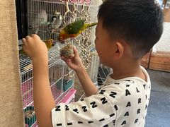 -吉丁鸟咖·异宠·寄养