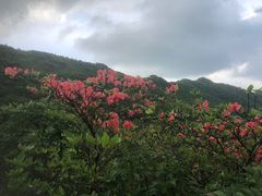 -大围山国家森林公园