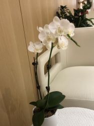 -广东韩妃整形外科医院