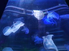 -梦幻海洋王国(吾悦广场张家港店)